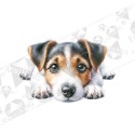 Silityskuva: Jack Russell Terrier