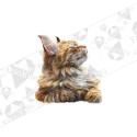 Silityskuva: Maine coon 1