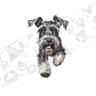 Silityskuva: Miniature Schnauzer